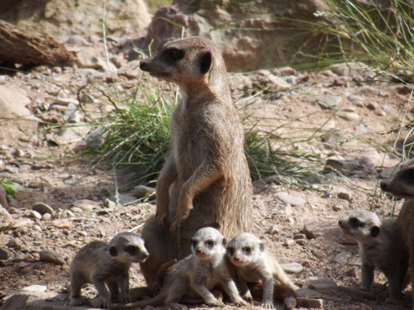 Erdmaennchen Erdmaennchen