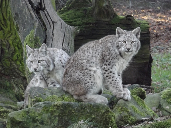 Luchsjungtiere Luchsjungtiere