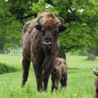 Wisentkuh Kalb Wisentkuh Kalb