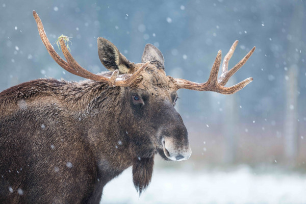 elch 2016 01 jan rose elch 2016 01 jan rose