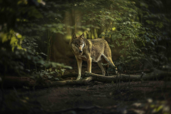 europaeischer wolf 2017 08 22 marlen gutschmidt   europaeischer wolf 2017 08 22 marlen gutschmidt