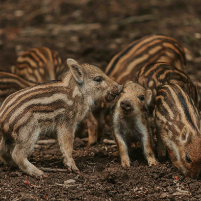 wildschwein frischlinge 2020 05 david selbert wildschwein frischlinge 2020 05 david selbert