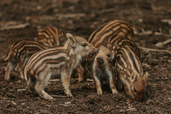 wildschwein frischlinge 2020 05 david selbert wildschwein frischlinge 2020 05 david selbert