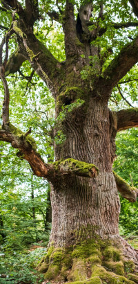 baumriesen urwald nprw