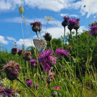 blaeuling diemeltal naturpark reinhardswald e.v.