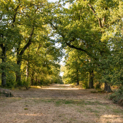 eichenalleen reinhardswald eichenalleen reinhardswald