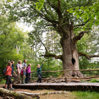 fuehrung im urwald sababurg nprw