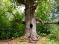 kamineiche urwald sababurg naturpark reinhardswald