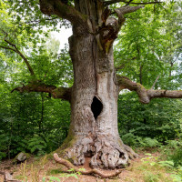 kamineiche urwald sababurg naturpark reinhardswald