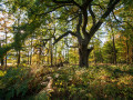 maechtige huteeichen naturpark reinhardswald