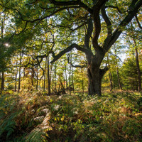 maechtige huteeichen naturpark reinhardswald