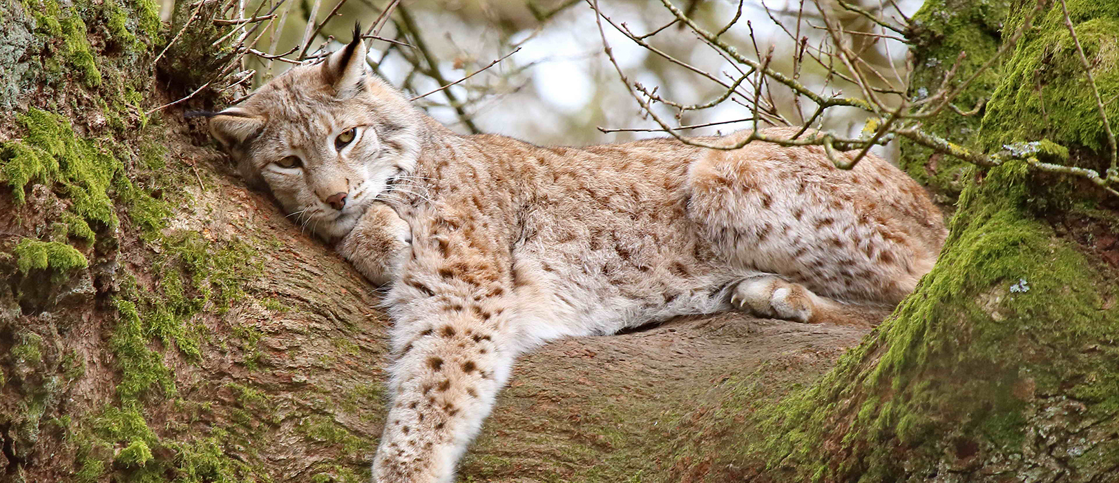 Tierpark Sababurg